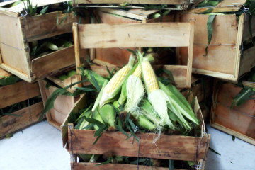 Delicious local & fresh corn on the cob